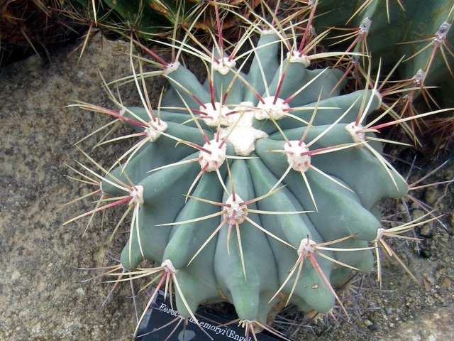 Ferocactus emoryi