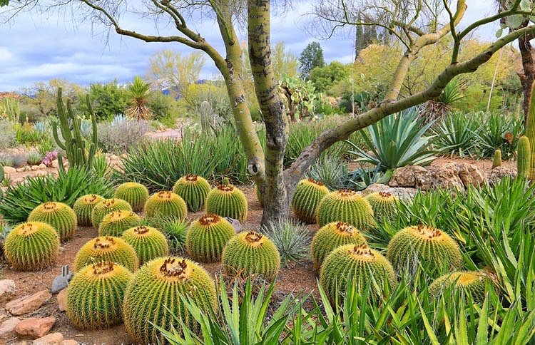 Golden barrel cacti (Echinocactus grusonii)