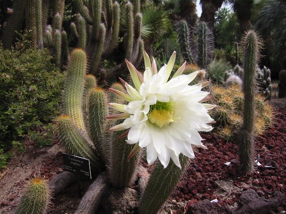 Fragrant Cactus - Ephinopsis 