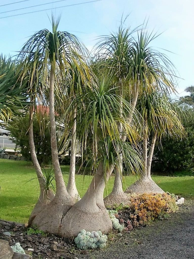 Ponytail Palm, plant safe for cats and pets