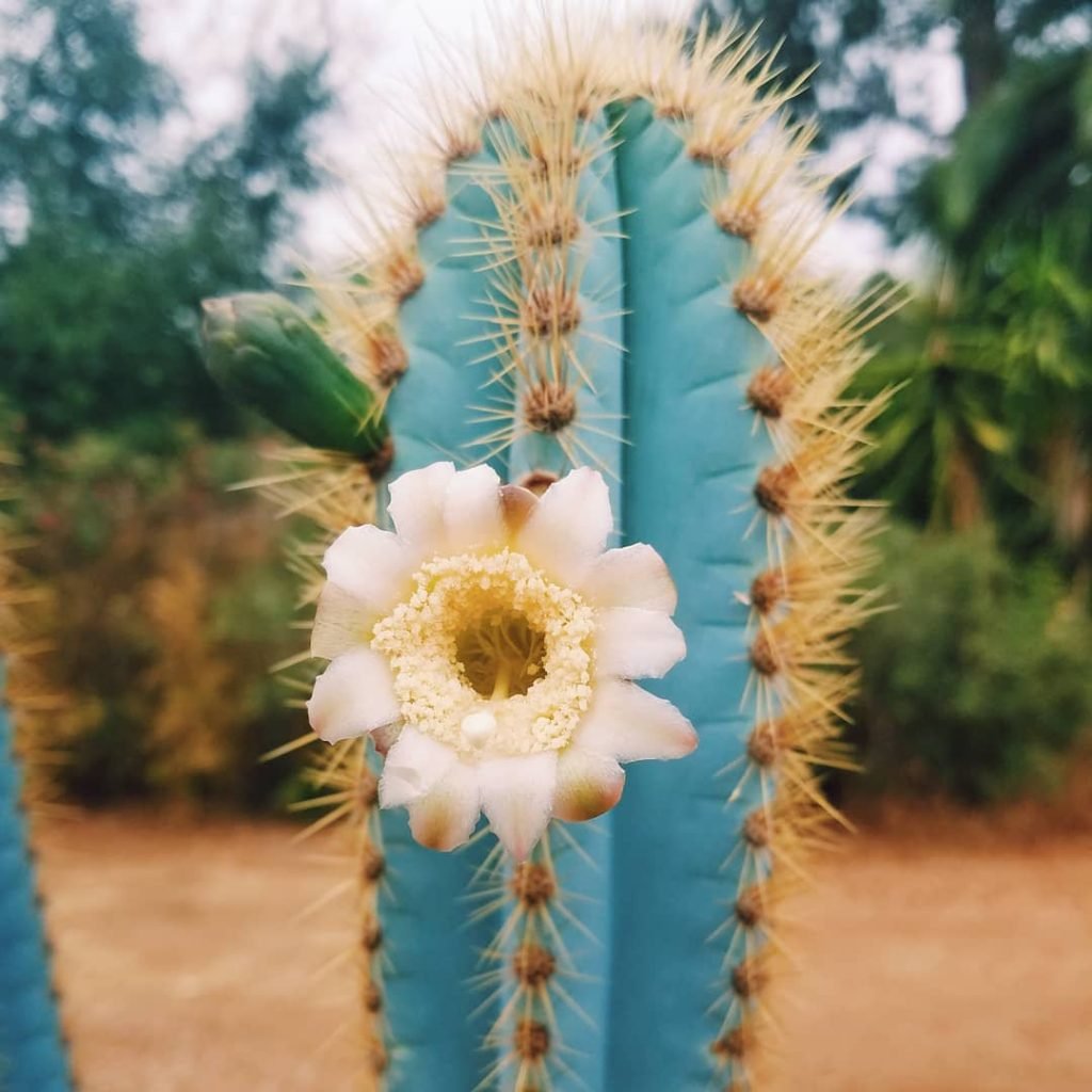 Blue Cactus Flower