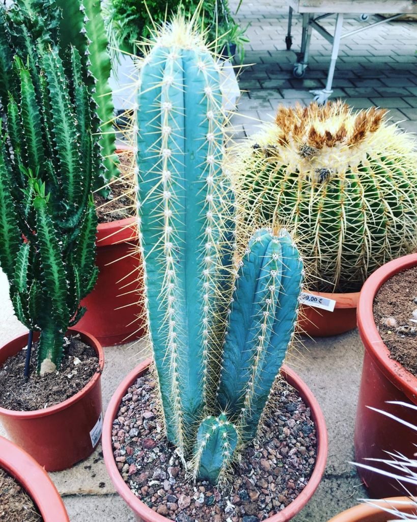 pilsocereous azureus- blue cactus