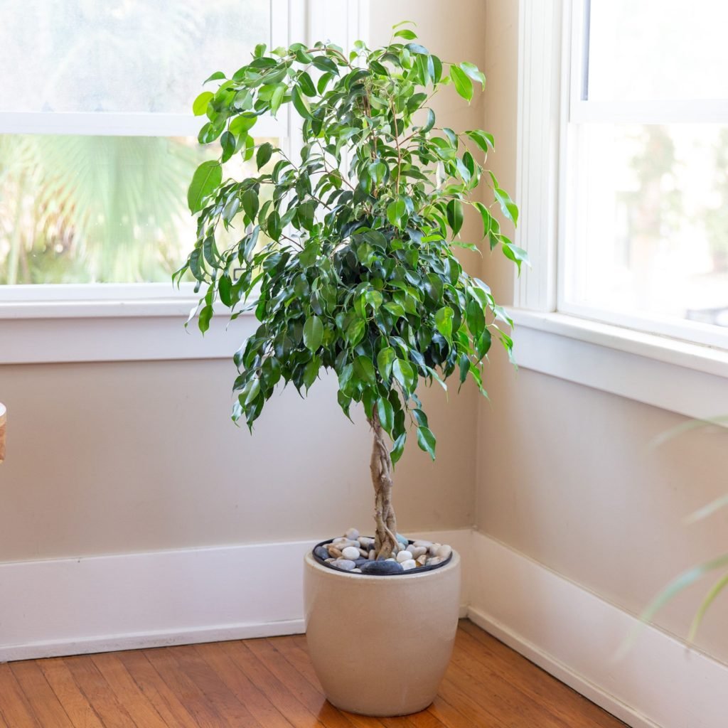 Ficus plant, succulents for office