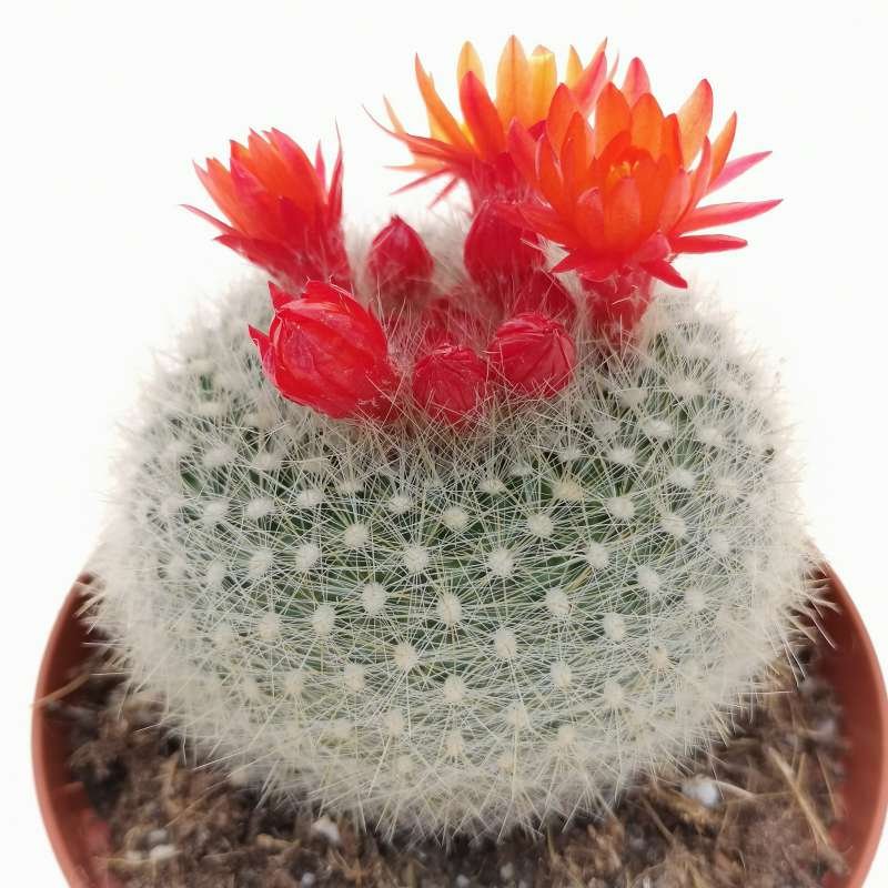 Notocactus flower