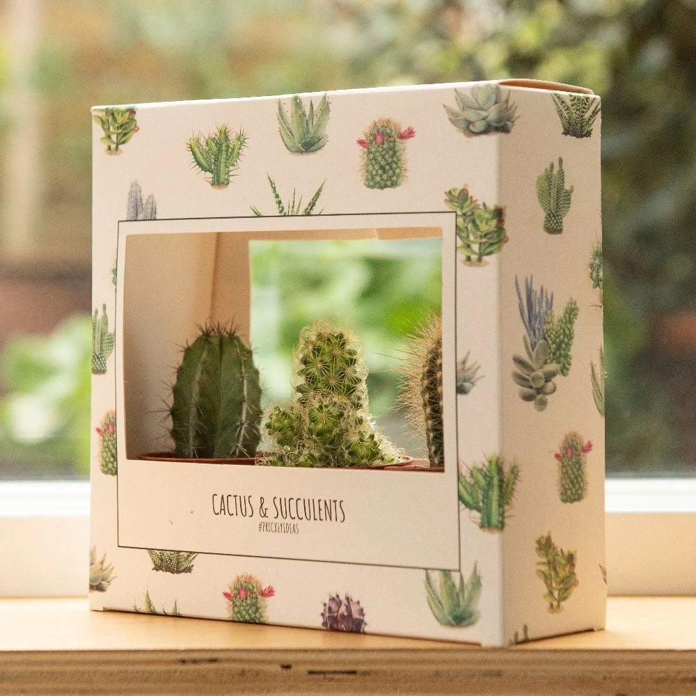 Cactus gift box