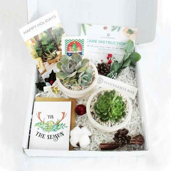 Hens And Chicks Succulent- Gift Pack