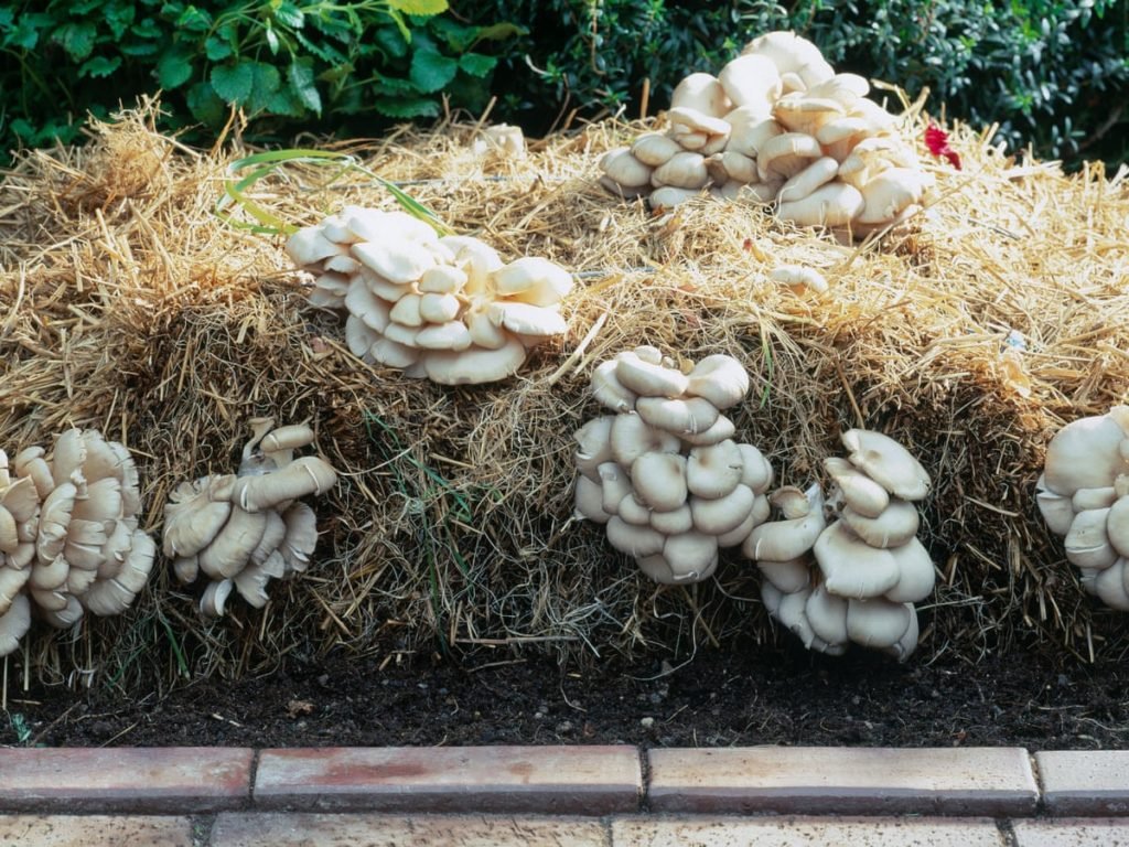 Mushroom Farming at Home