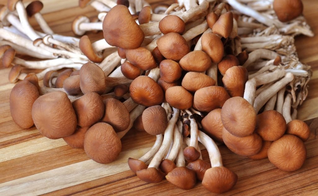 Velvet Pioppini Mushroom