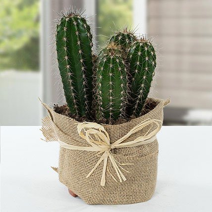cactus gift for birthday
