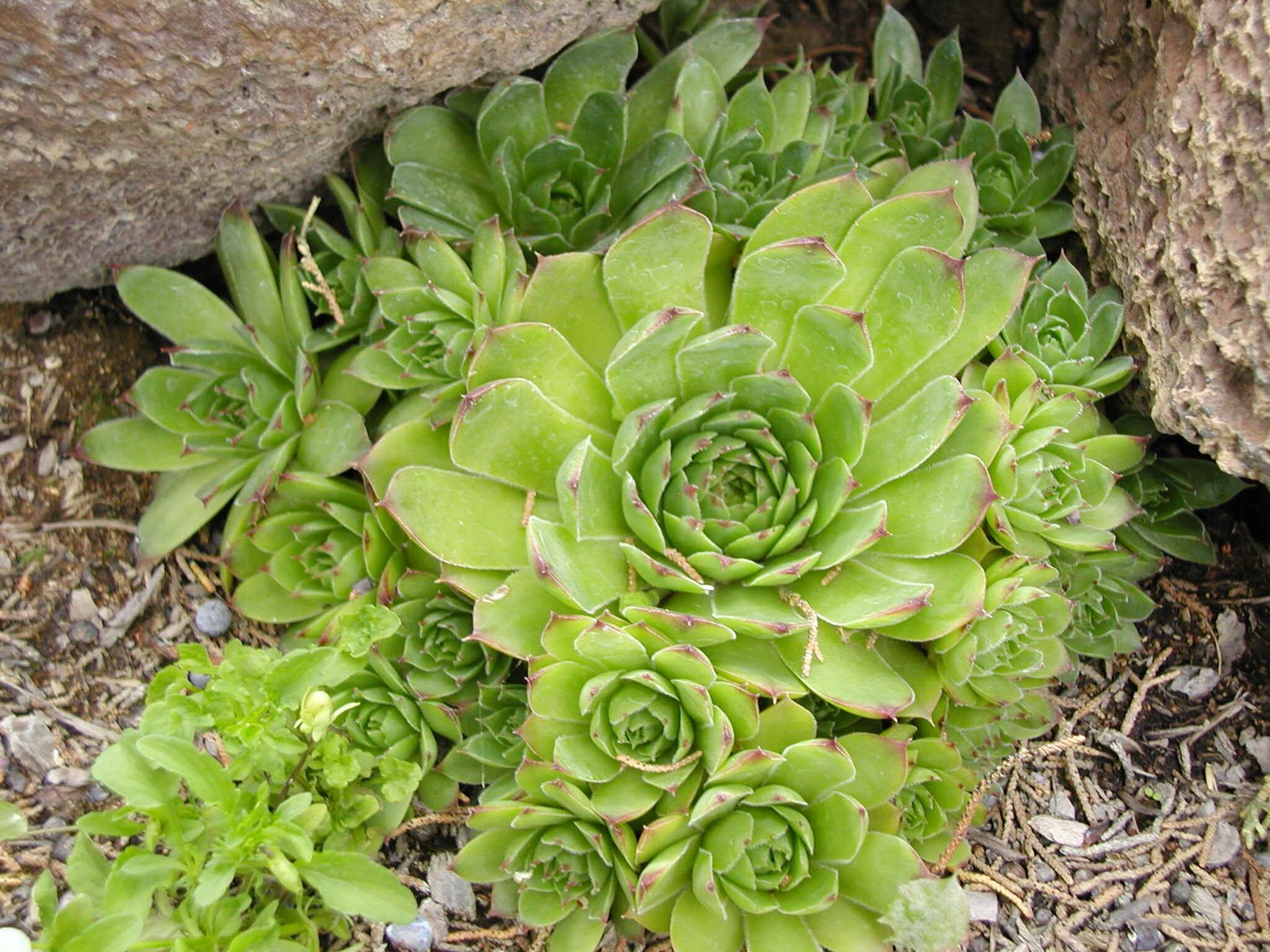 Hens And Chicks Succulent-Characteristics 