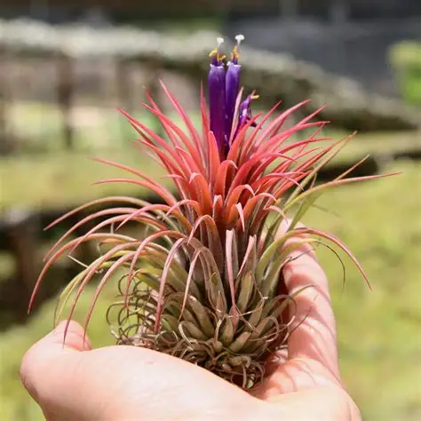 Air Plants (Tillandsia)