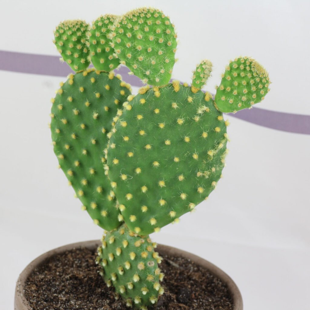 Opuntia microdasys (Bunny Ears)