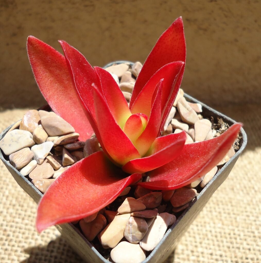 Crassula capitella 'Campfire'