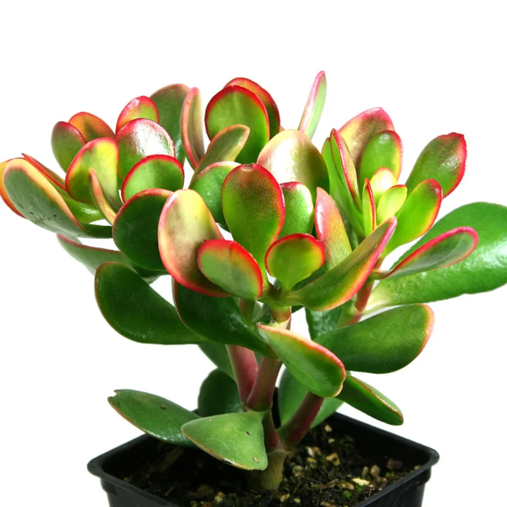Crassula ovata (Jade Plant)