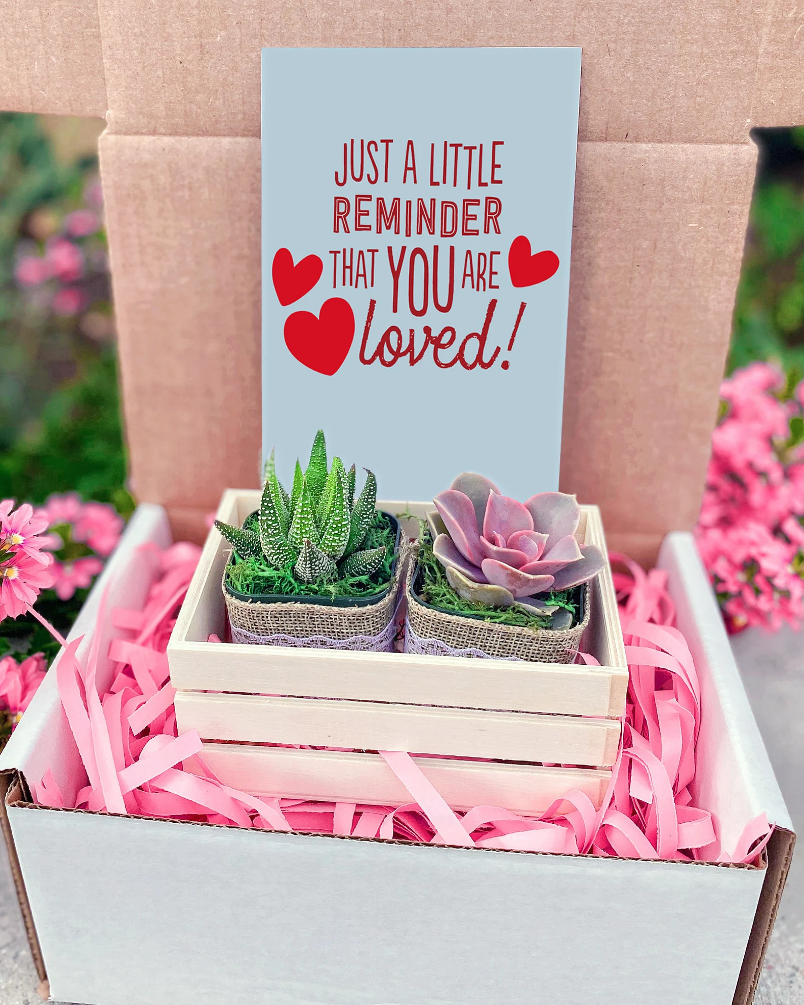 DIY Succulent Kits