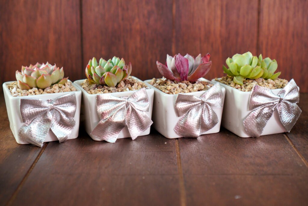 DIY Succulents Gifts