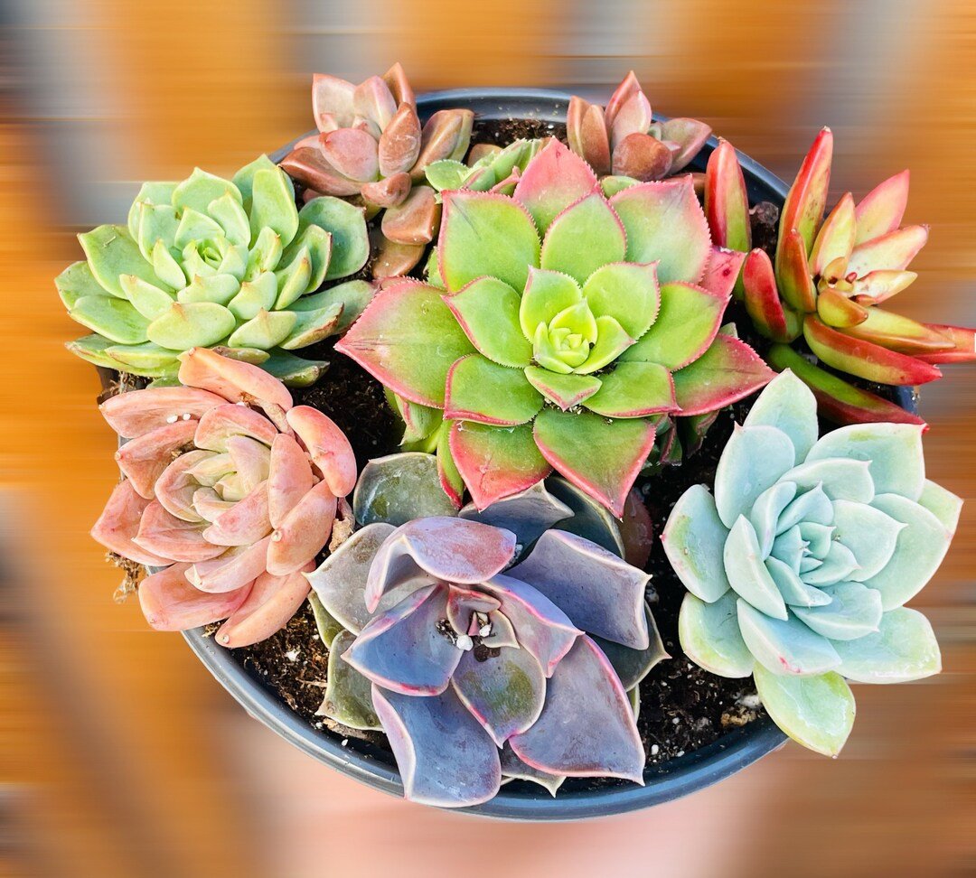 Echeveria types