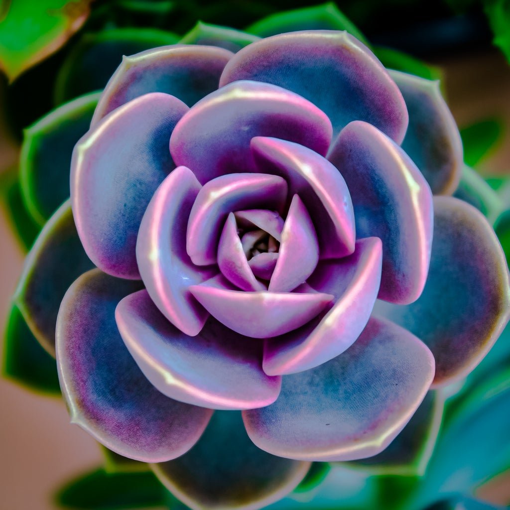 Echeveria 'Perle von Nurnberg'