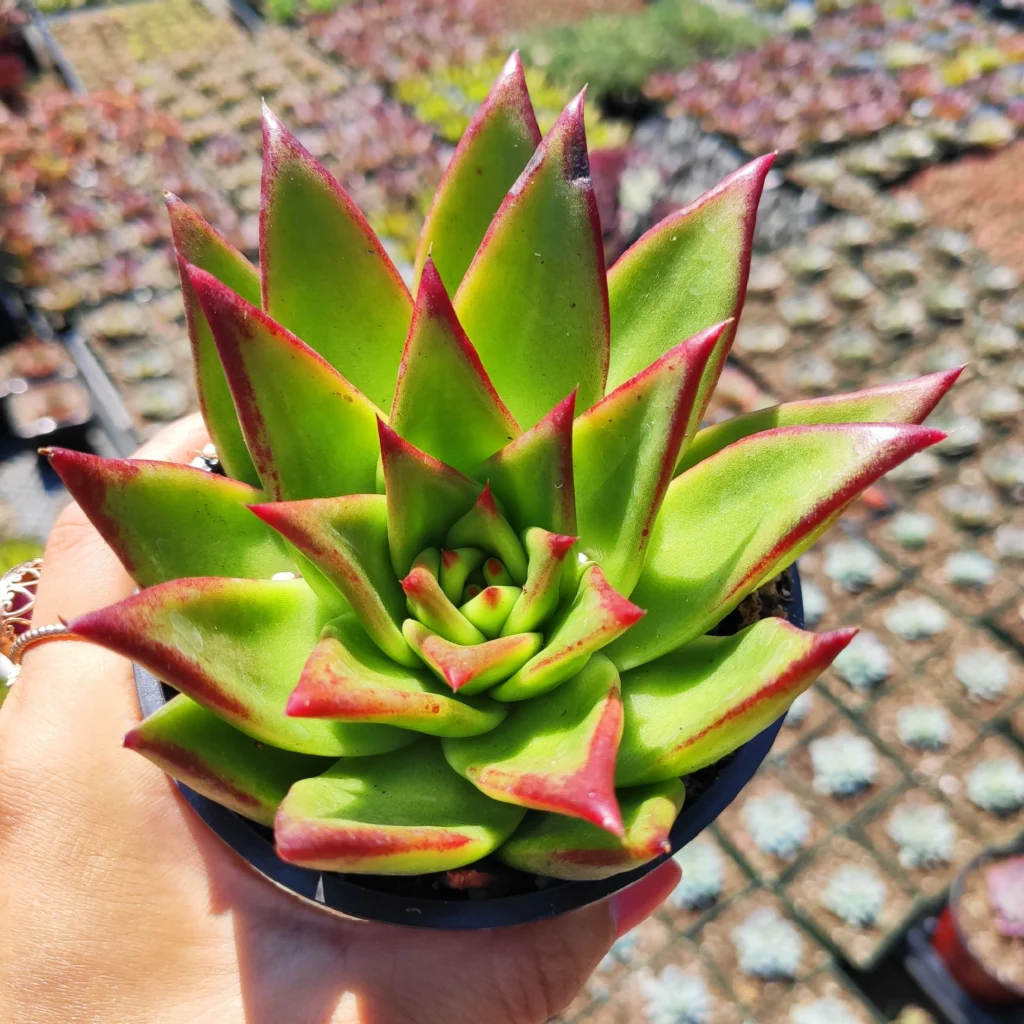 Echeveria agavoides