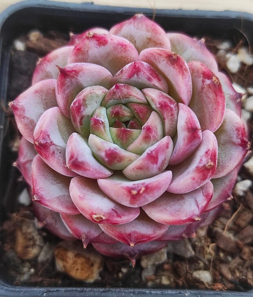 Echeveria ‘Red Velvet’