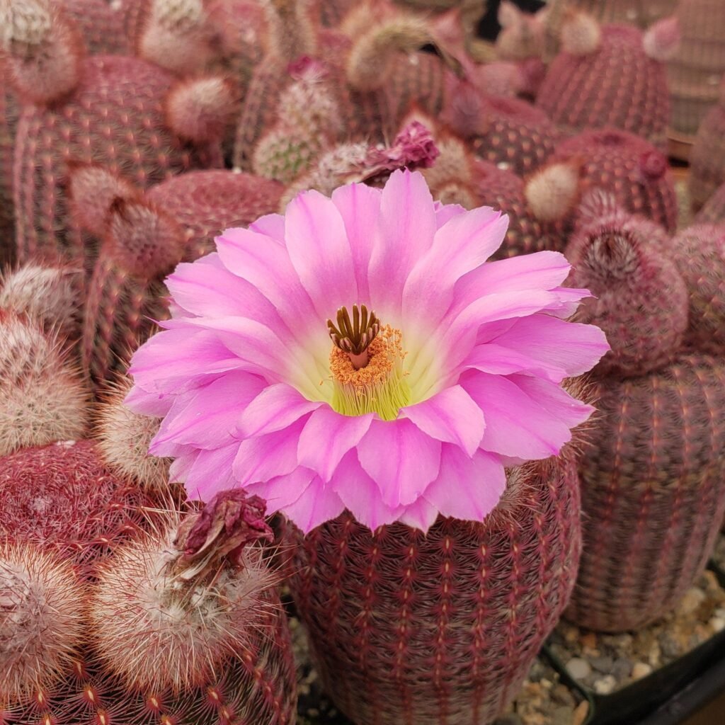 Parodia haselbergii