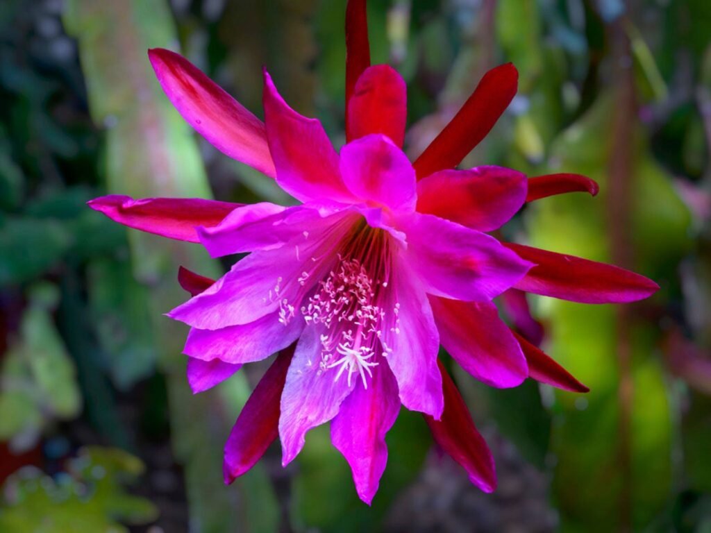Epiphyllum (Orchid Cactus)