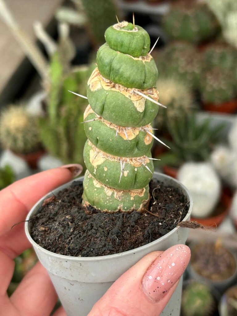 Eulychnia castanea f. varispiralis (Spiral Cactus)