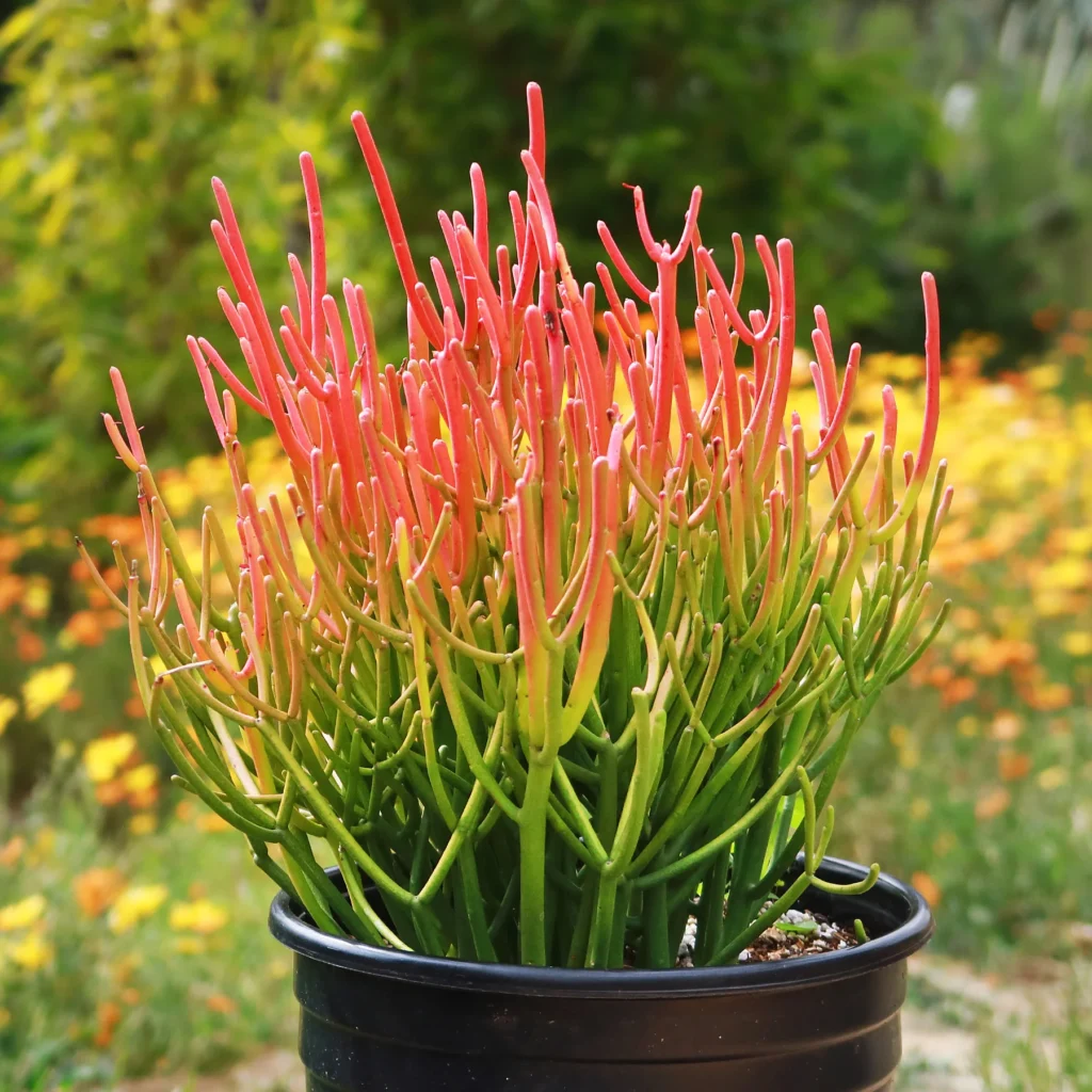 Euphorbia