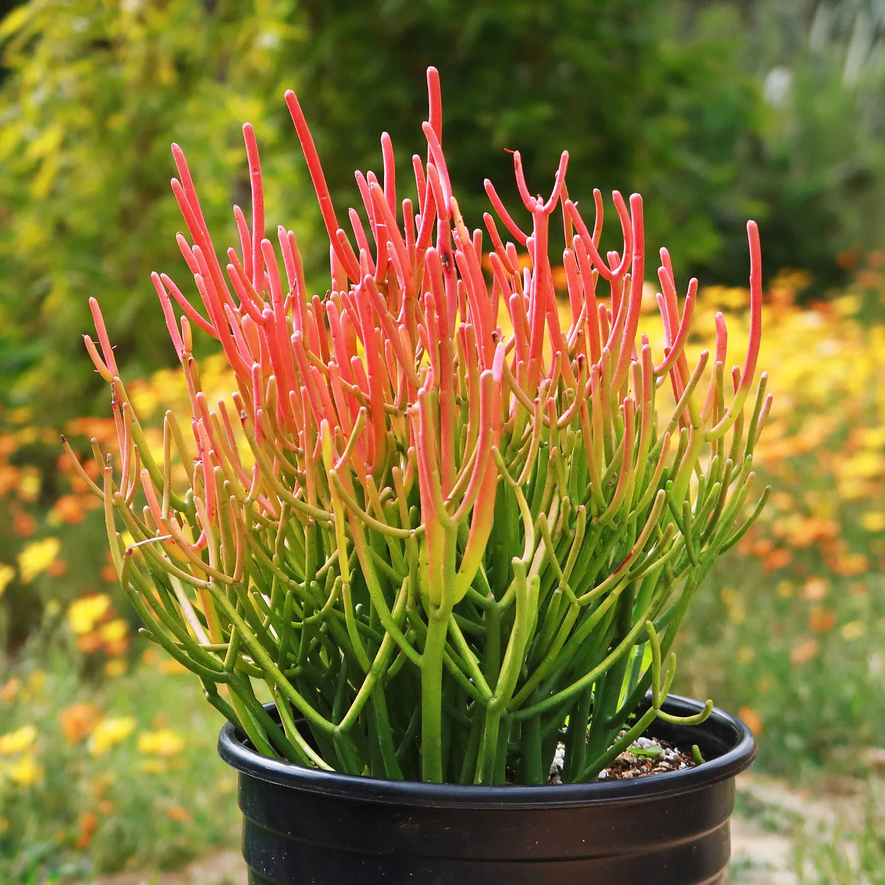 Pencil Cactus (Euphorbia tirucalli)