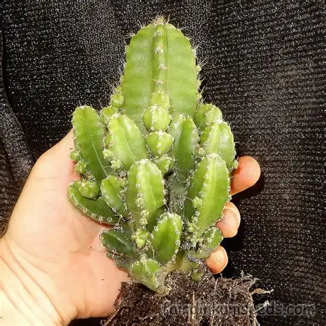 Fairy Castle Cactus (Acanthocereus tetragonus)