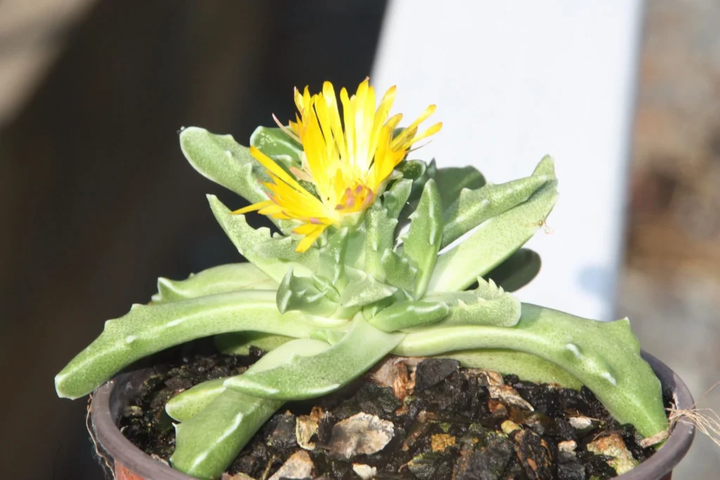 Faucaria tigrina (Tiger Jaws)