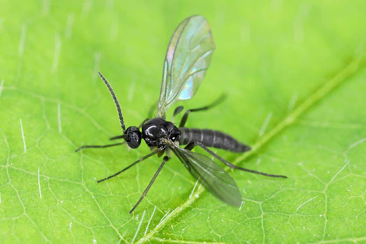 Fungus gnats (moist soil)