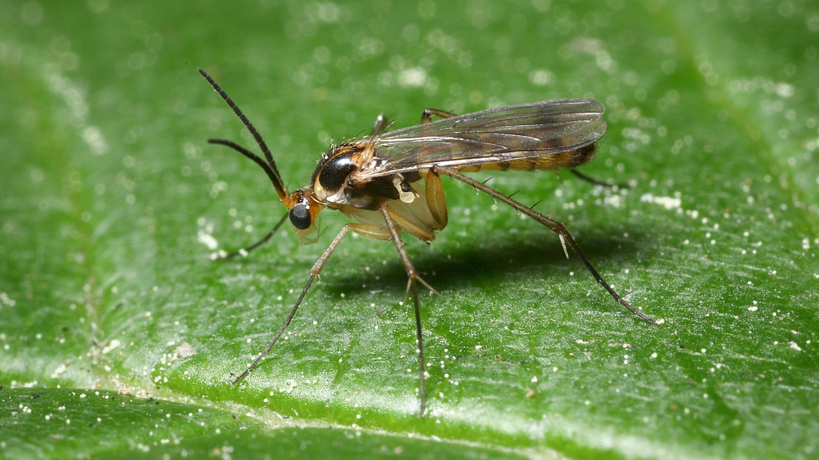 Fungus gnats