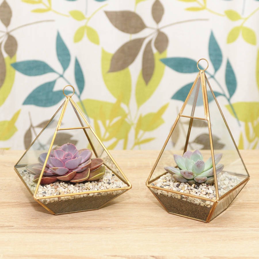Glass terrariums with Succulents