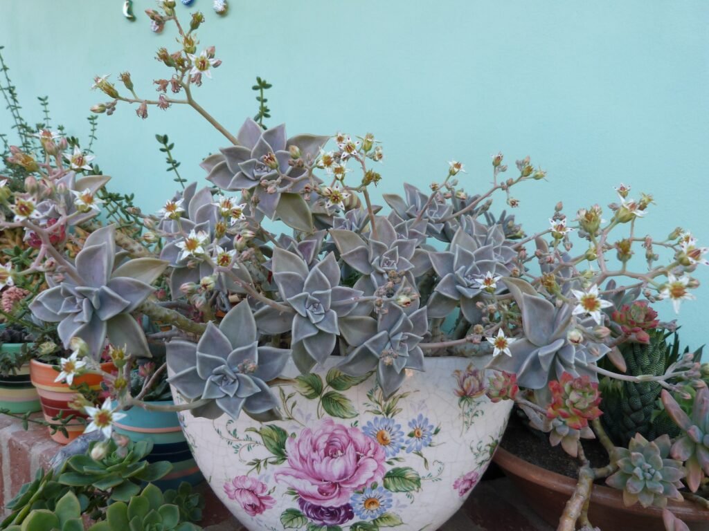 Graptopetalum