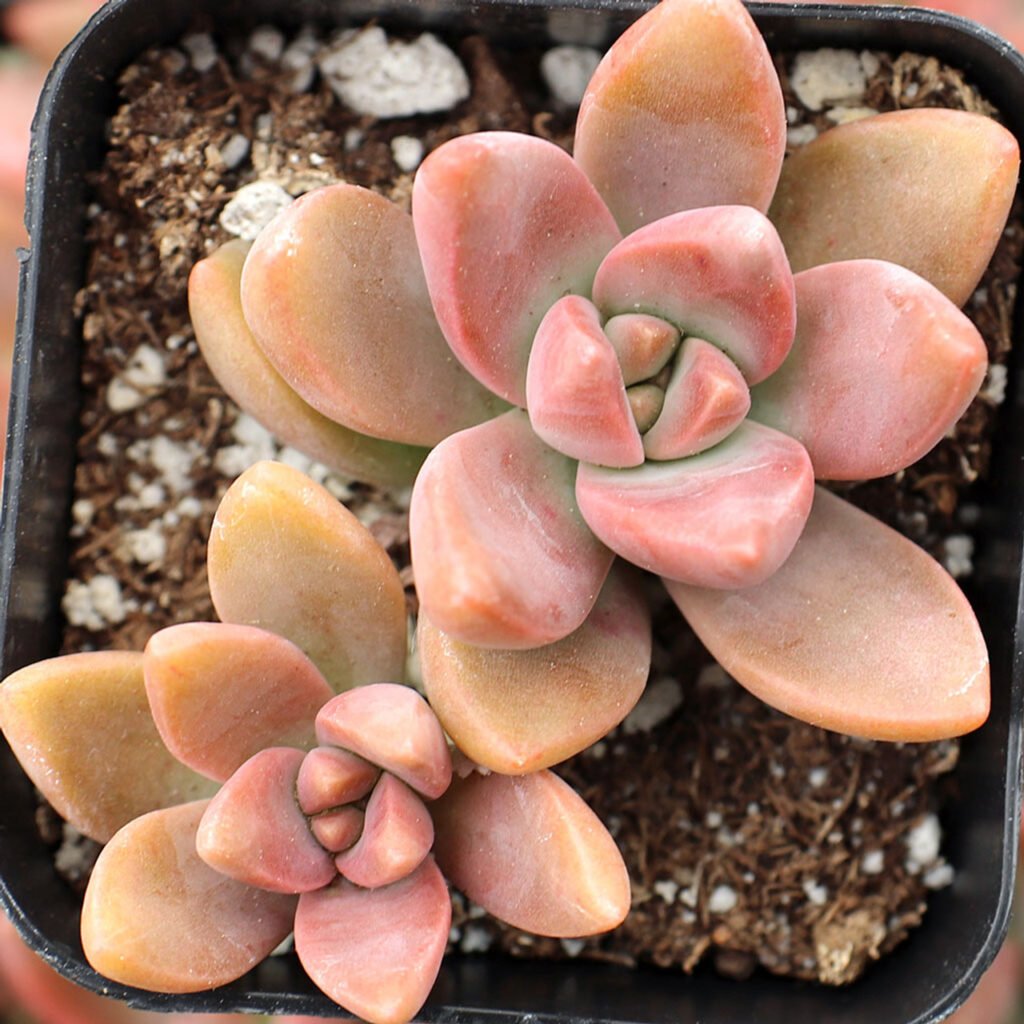 Graptosedum 'California Sunset'