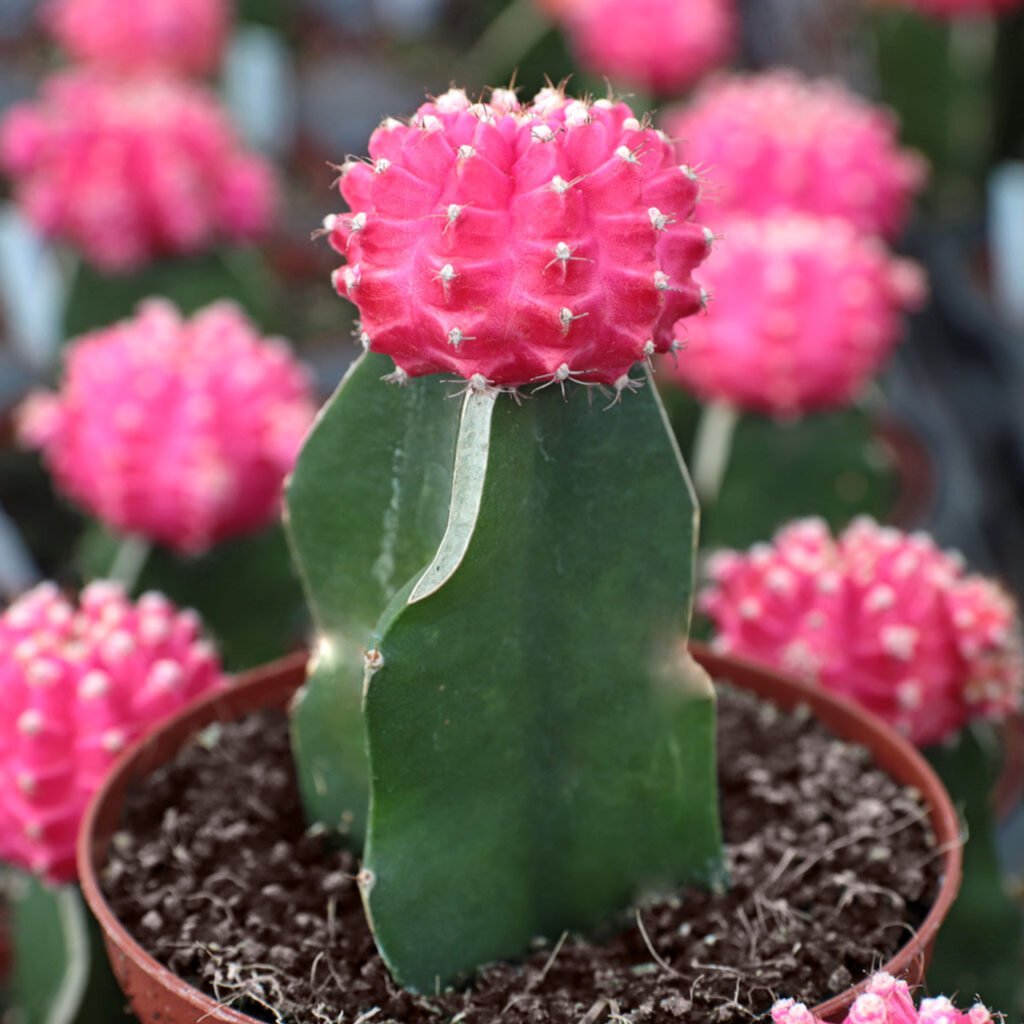 Moon Cactus (Gymnocalycium mihanovichii)