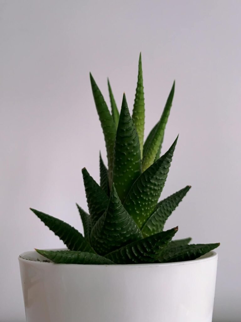 Haworthia spp.