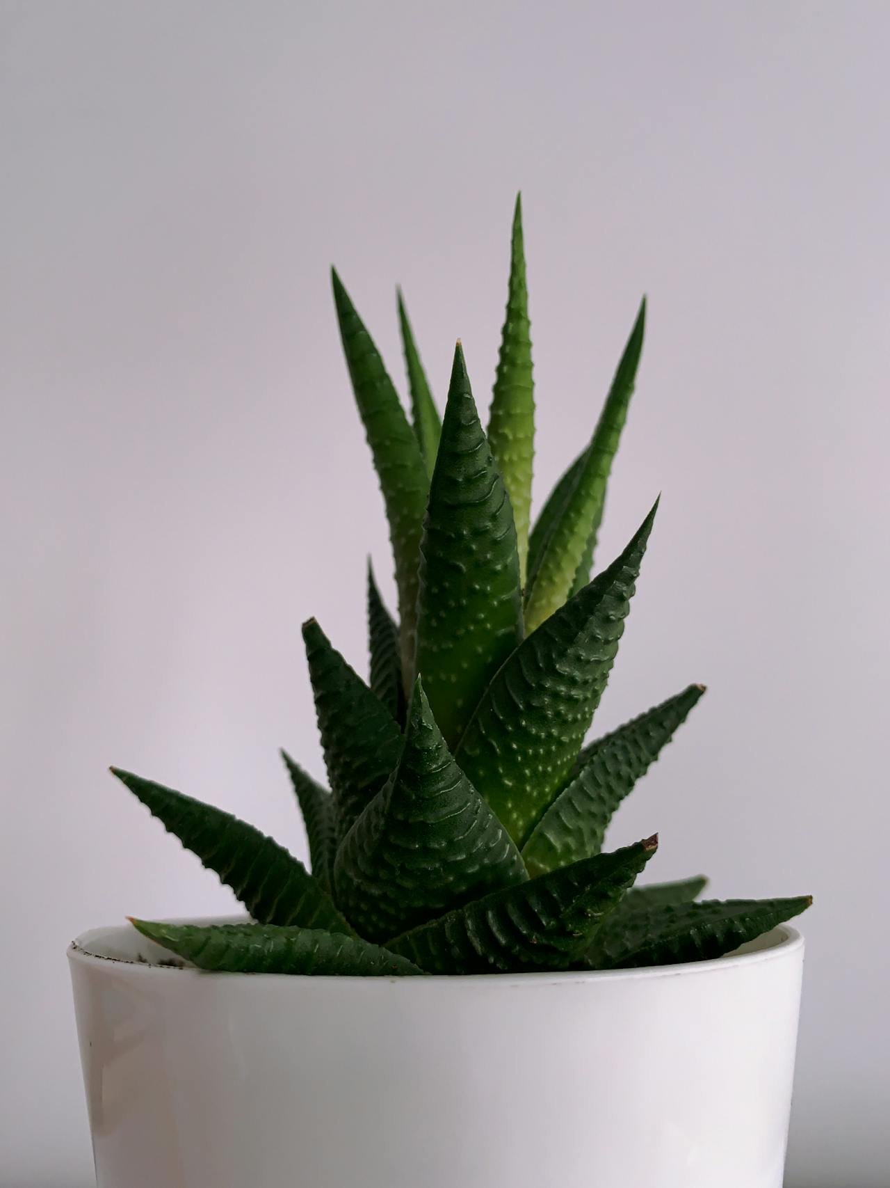 Haworthia spp.