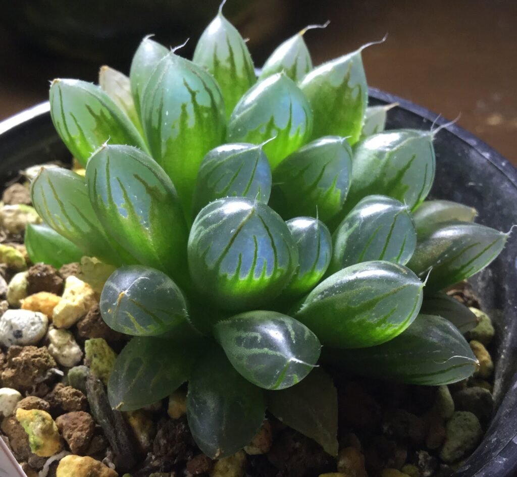 Haworthia cooperi