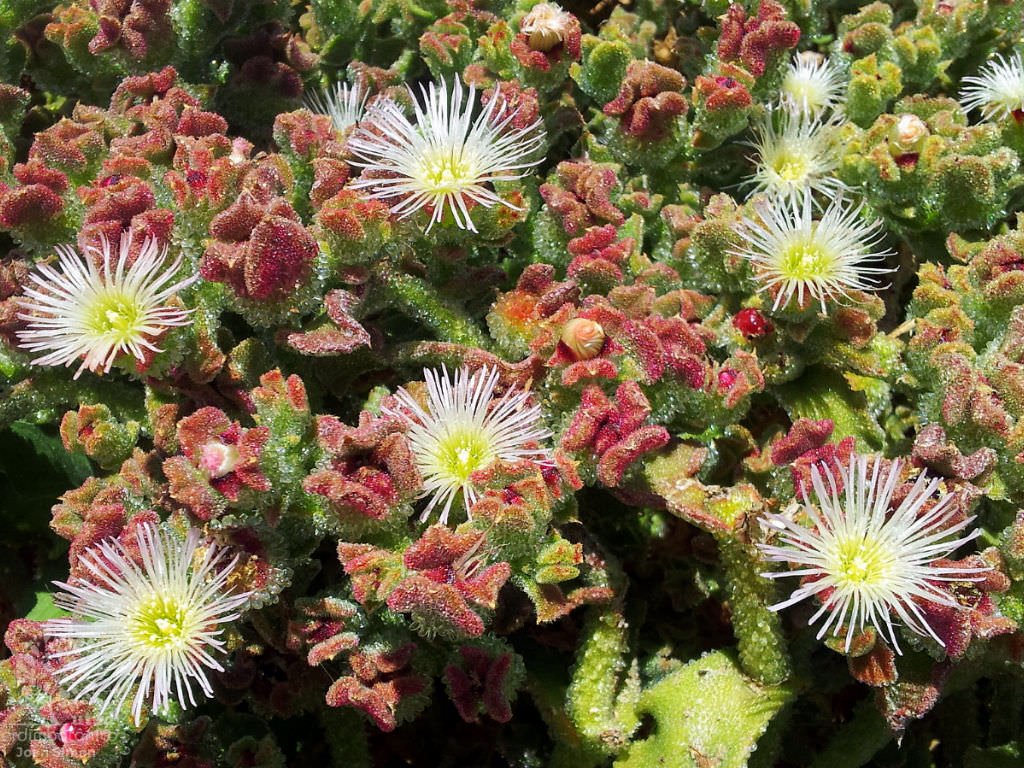 Ice Plant (Mesembryanthemum crystallinum)