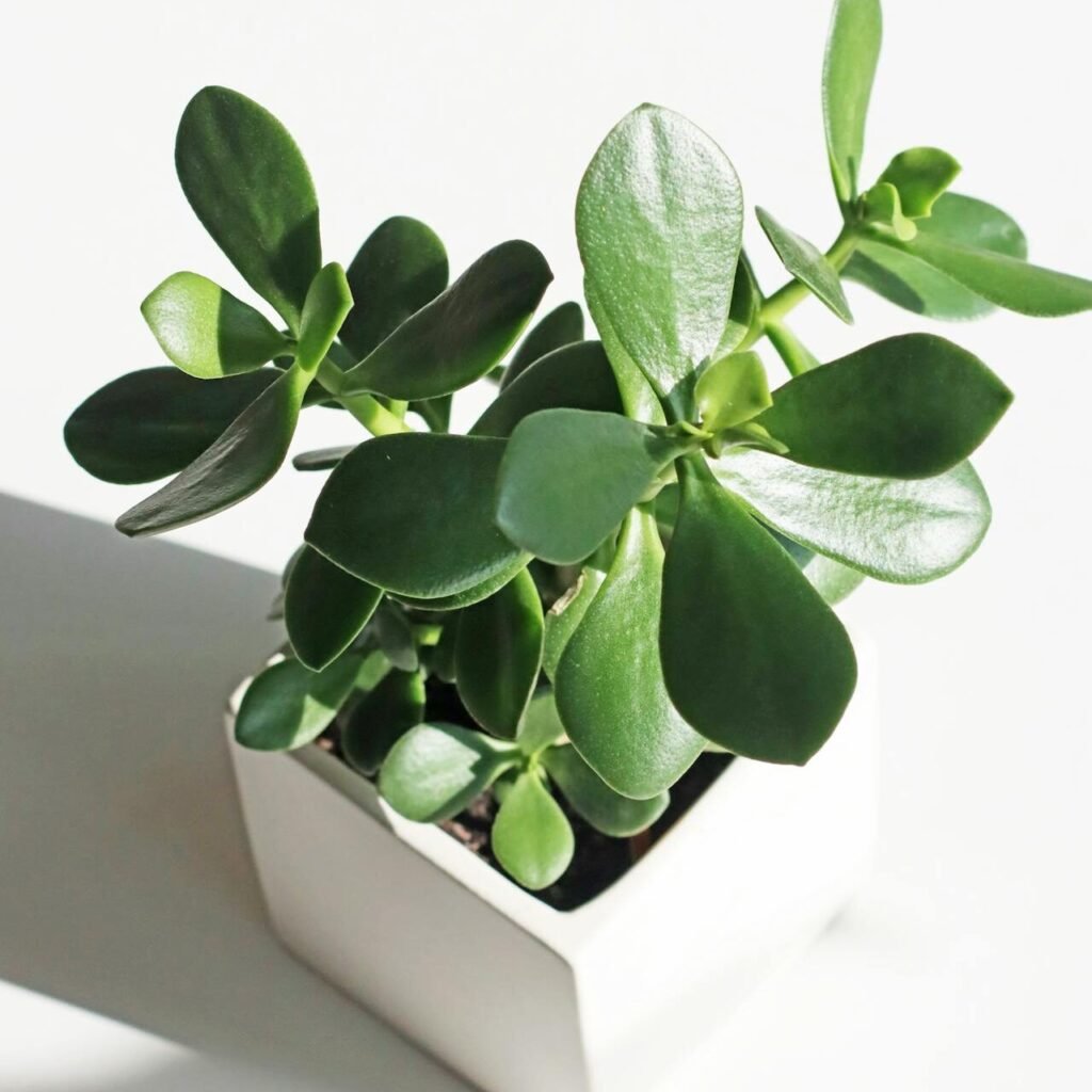 Jade Plant (Crassula ovata)