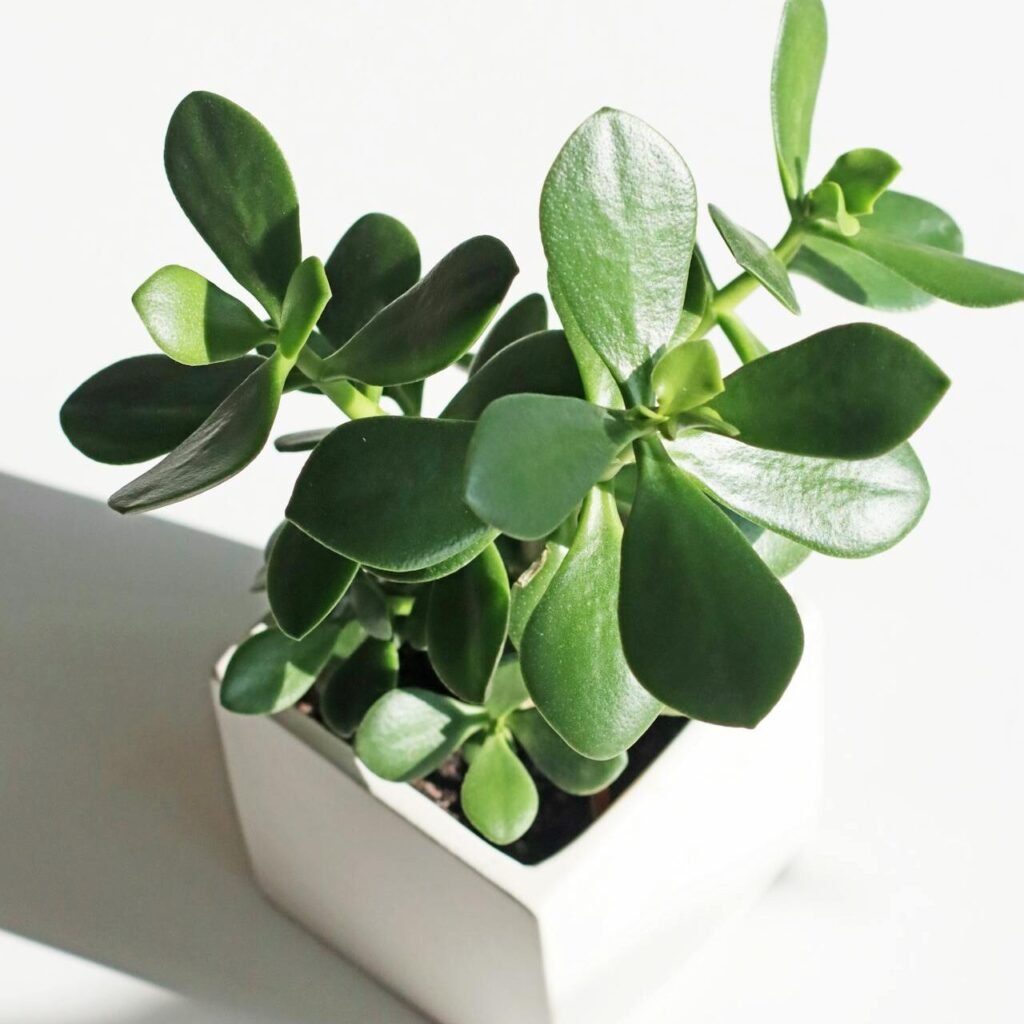 rassula Ovata (Jade Plant)