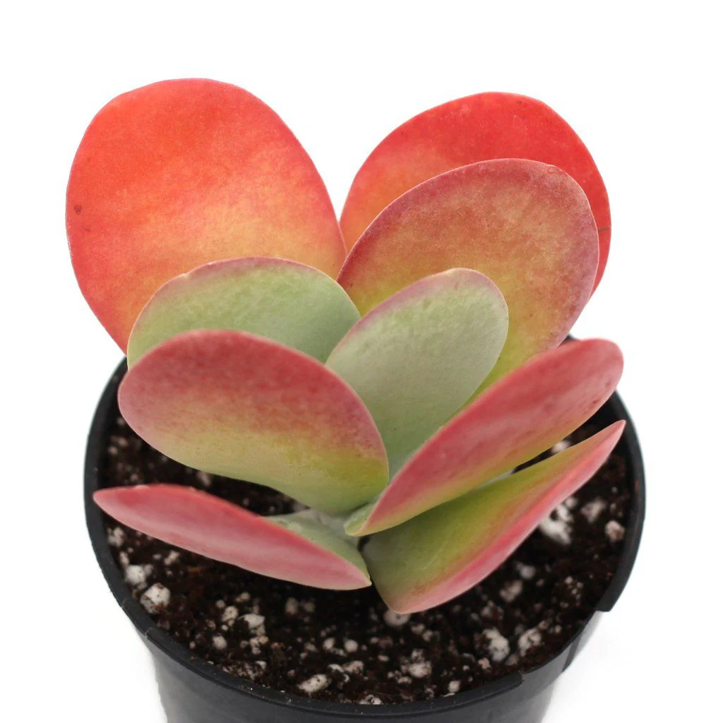 Kalanchoe Luciae (Flapjack)