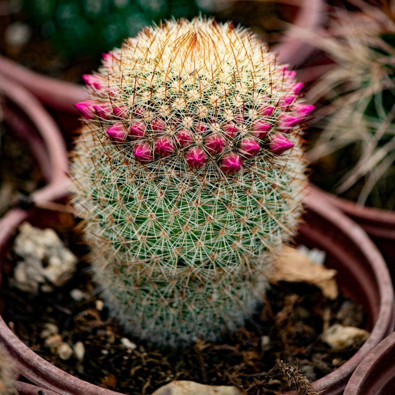 Mammillaria spinosissima