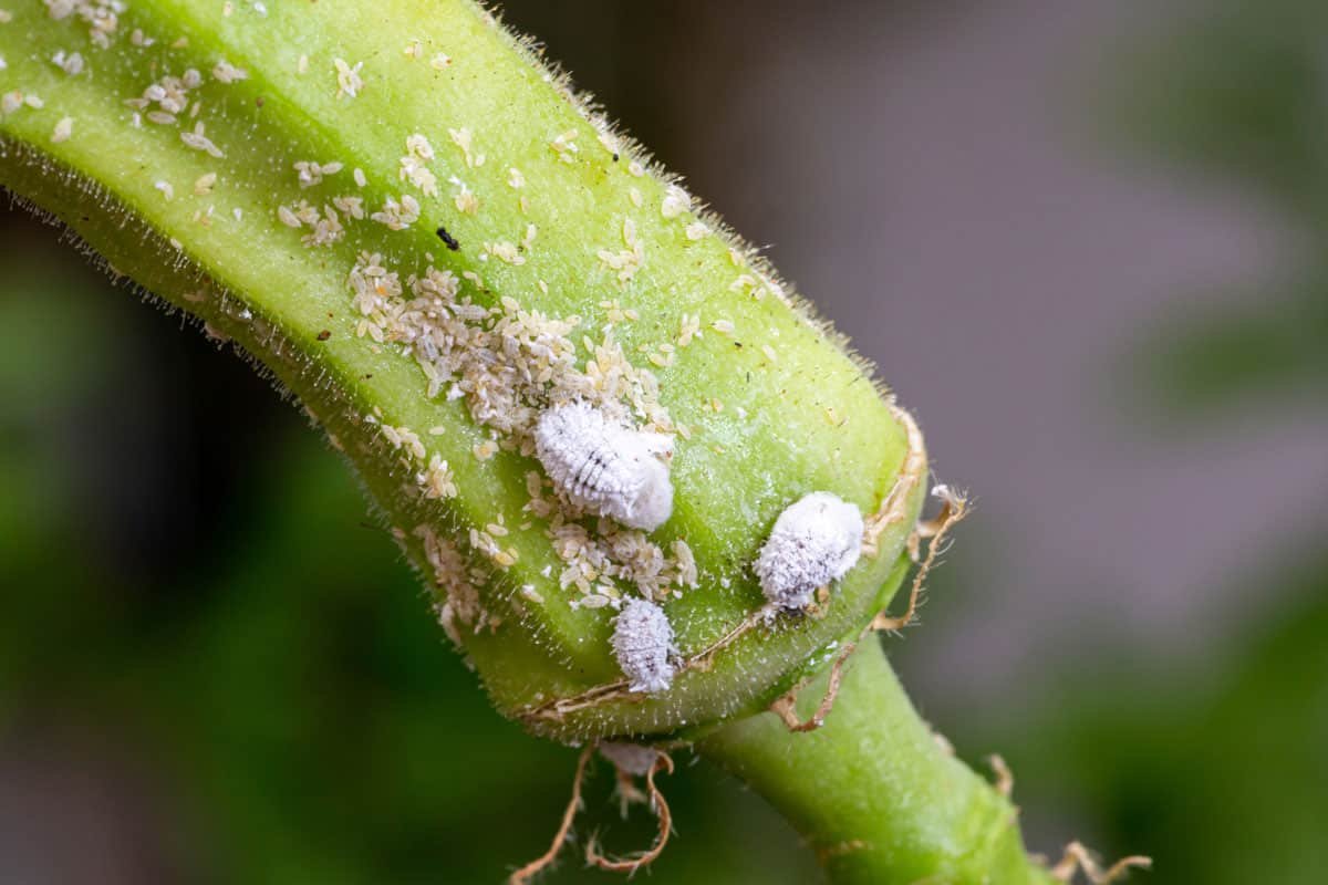 Mealybugs on moon cactus