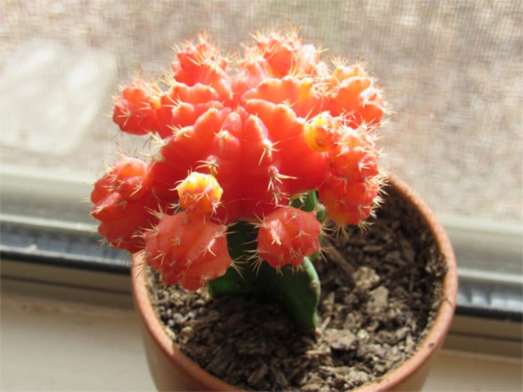 Moon cactus