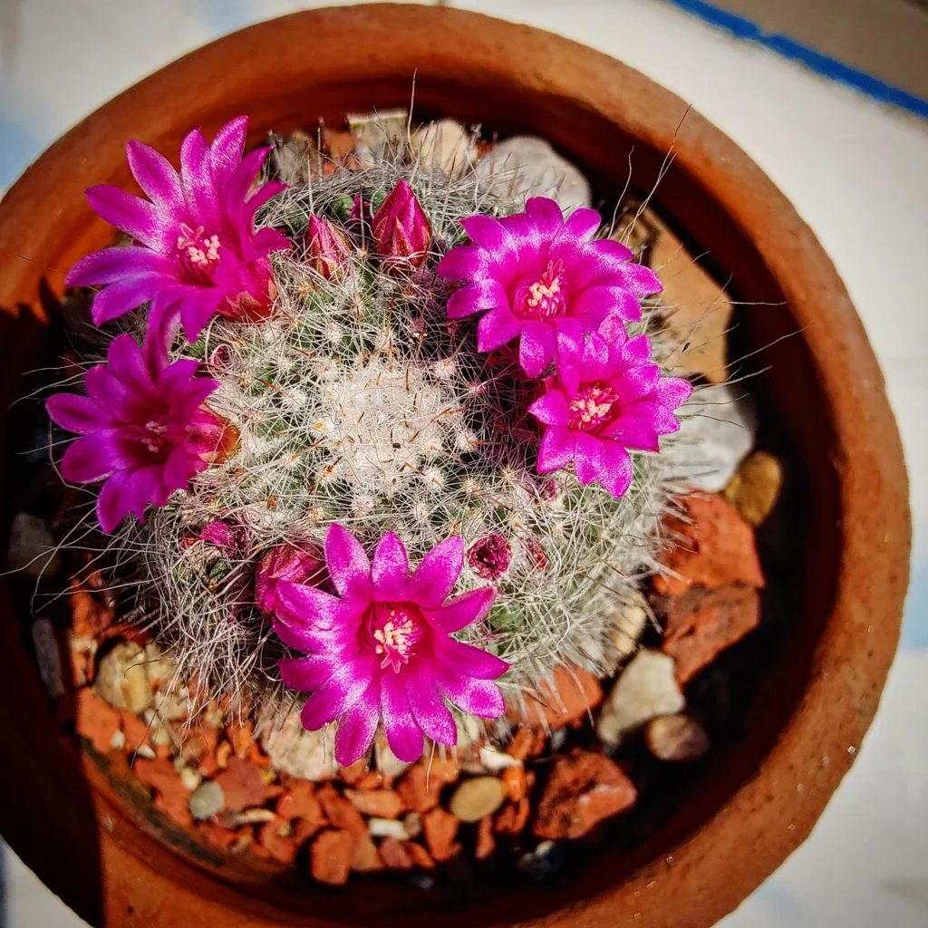 Old Lady Cactus (Mammillaria hahniana)