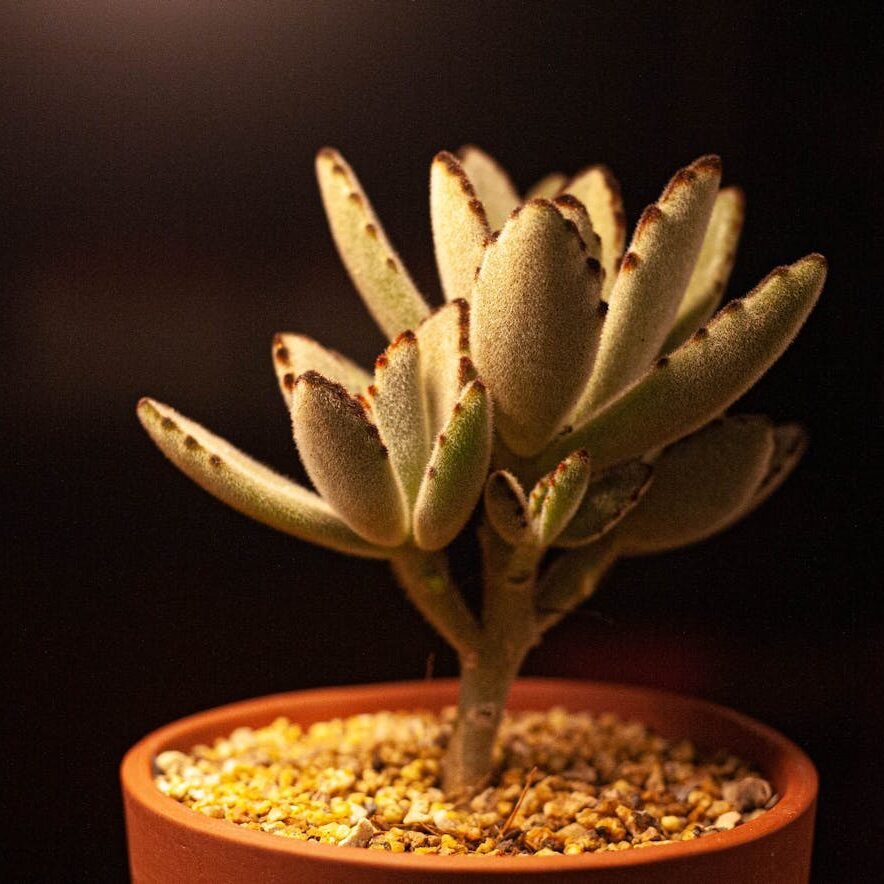 Panda Plant (Kalanchoe tomentosa)