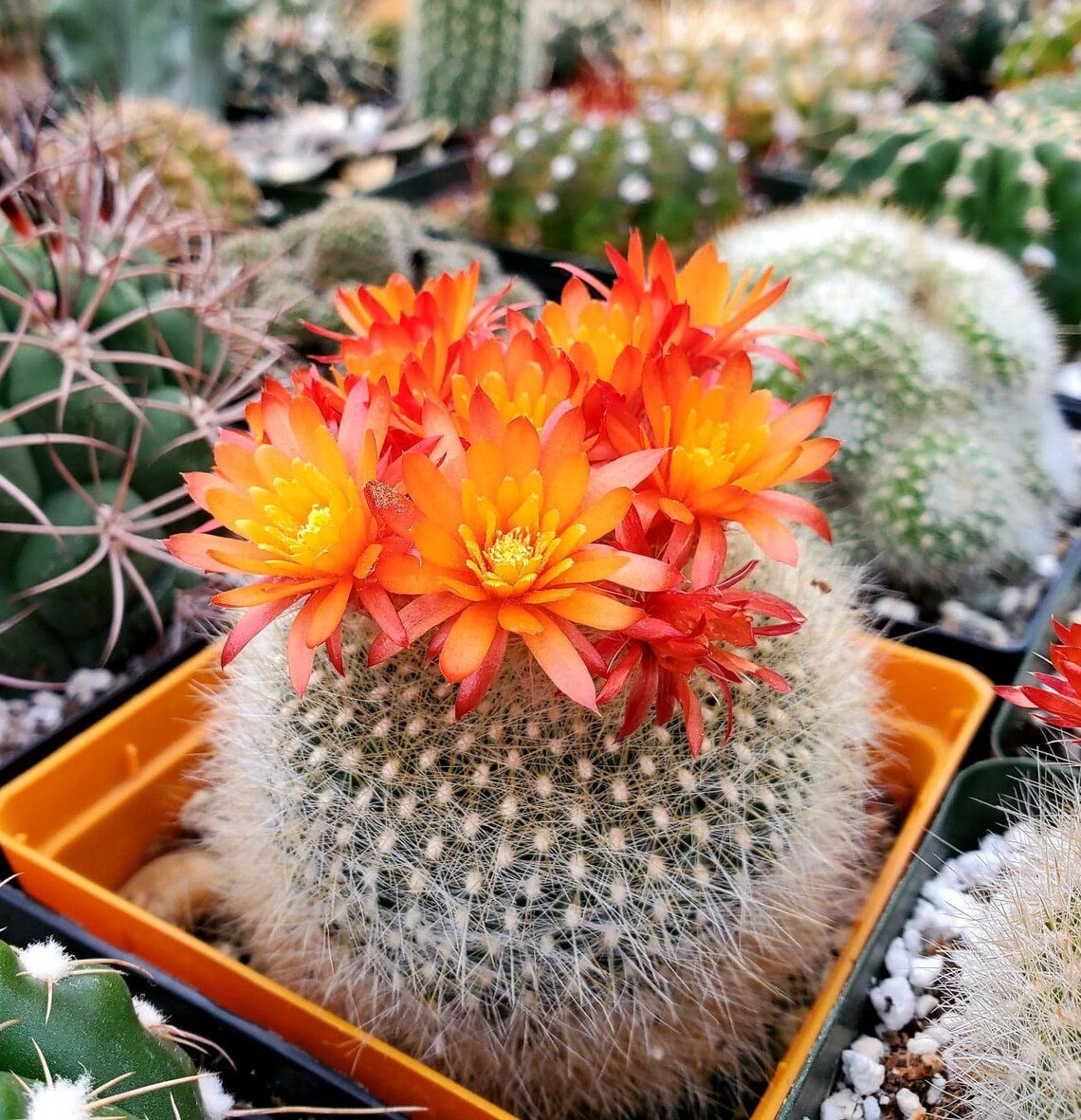 Parodia